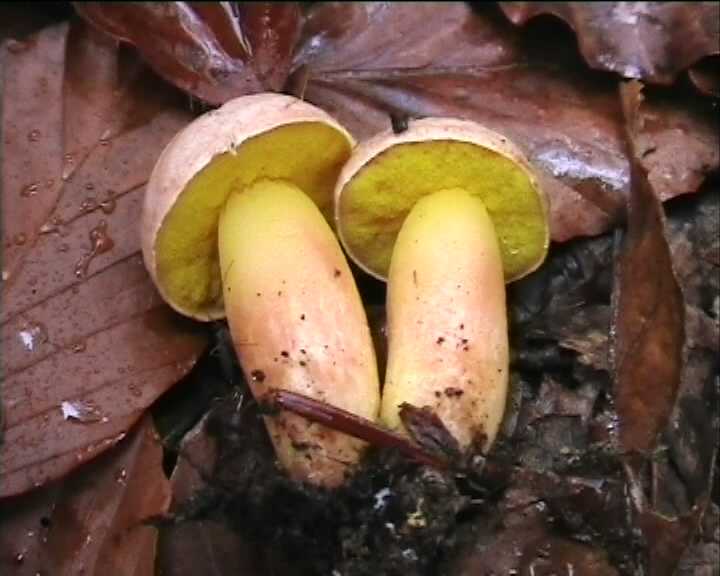 Funghi poco comuni:-  Aureoboletus gentilis